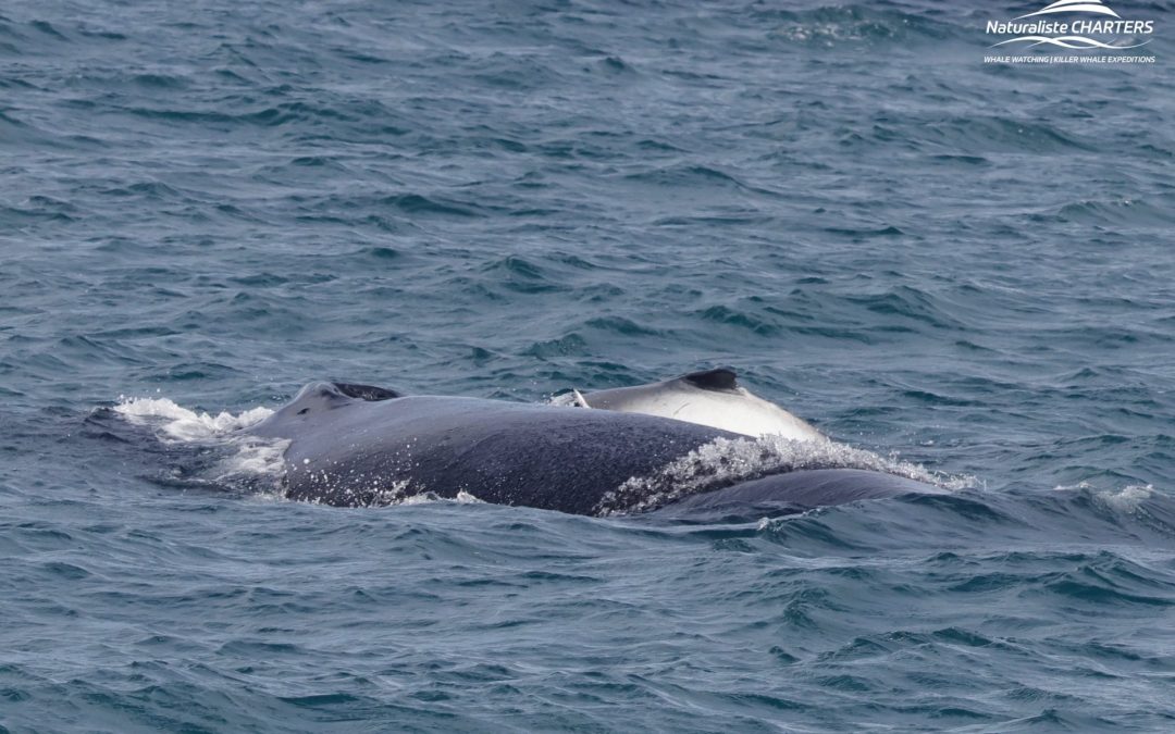 A Heartwarming Encounter with a White Humpback Calf: 26.06.24 Morning Tour